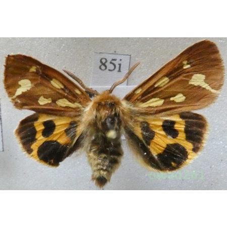 Arctia aulica (Linnaeus, 1758) male Czech85i